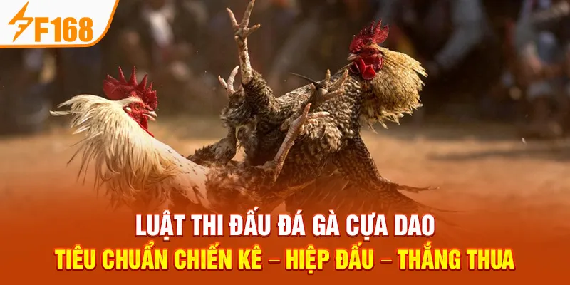 Luật Thi Đấu Đá Gà Cựa Dao: Tiêu Chuẩn Chiến Kê – Hiệp Đấu – Thắng Thua